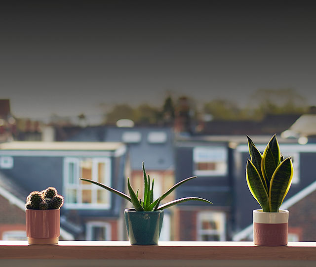 Plants by a window